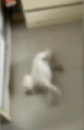 河北石家莊一個小區有廿多隻寵物狗落樓散步回家後死亡。(互聯網)