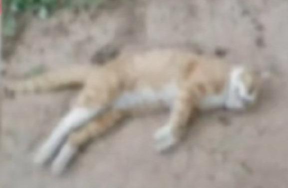 河北石家莊一個小區有十多流浪貓疑被毒死。(互聯網)