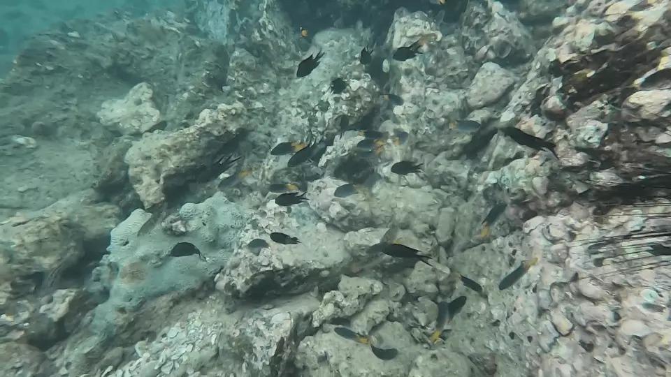 浮潛工作坊由PADI專業潛水領袖講解浮潛理論、浮力控制及呼吸技巧,一同體驗浮潛