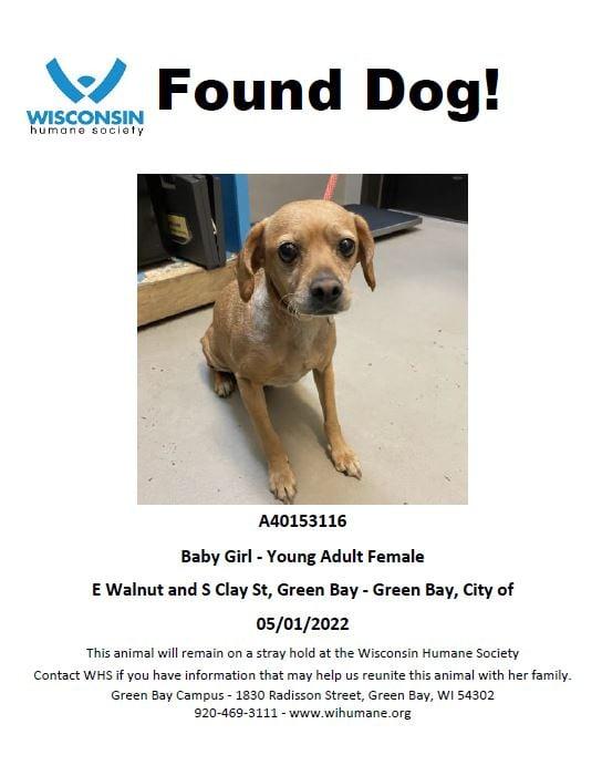 救援組織早前呼籲公眾提供Baby Girl的資料。(互聯網)