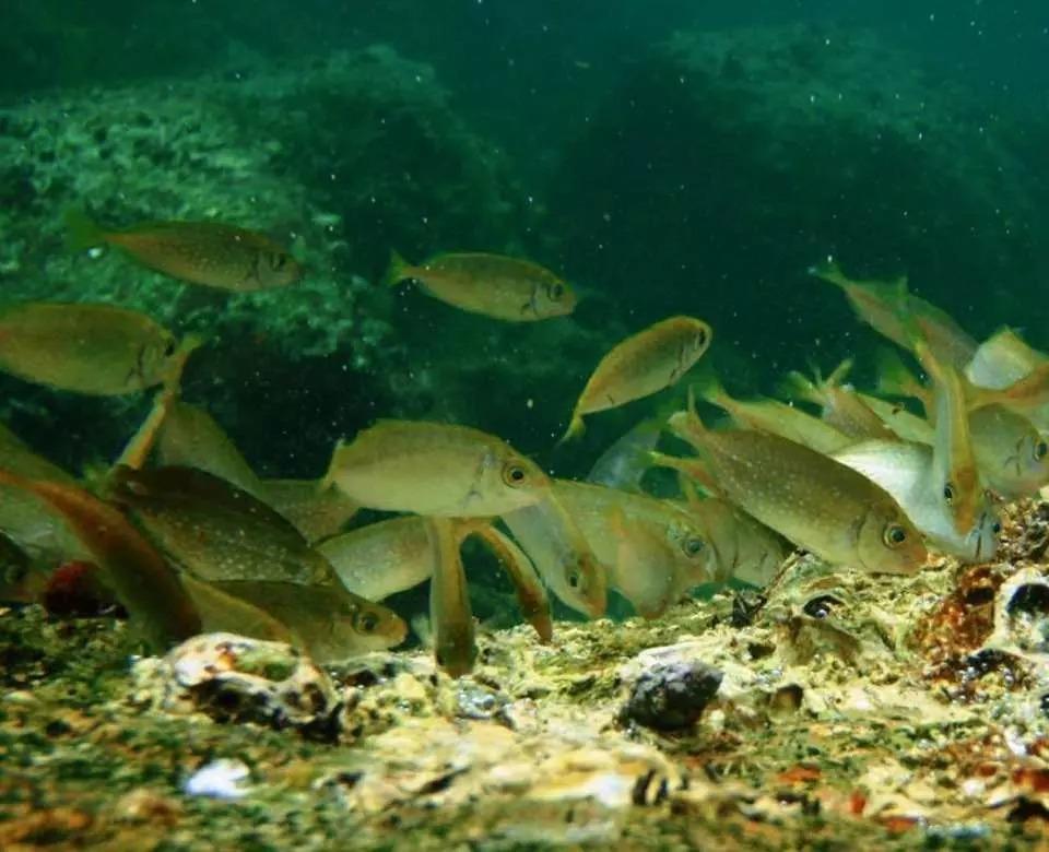 與海洋生物及百多種珊瑚魚來一次親密接觸!