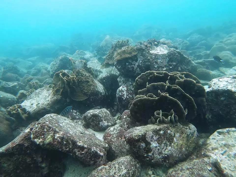 西貢「浮潛天堂」蘊藏百多種的珊瑚,還有小丑魚、八爪魚、海葵蝦、石蟹等海洋生物,來一同出海,親身浮潛水中跟牠們會面!
