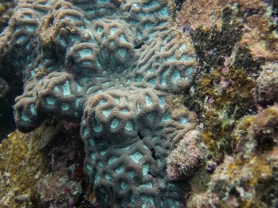 西貢一直享有「潛水天堂」的美譽,蘊藏八十多種的珊瑚、二百多種魚類 (photo credit- IG@moritz_1013)