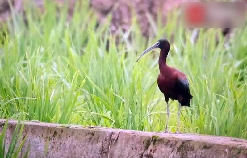 近日首次現身四川瀘州瀘縣的彩䴉,是國家一級保護動物。(互聯網)