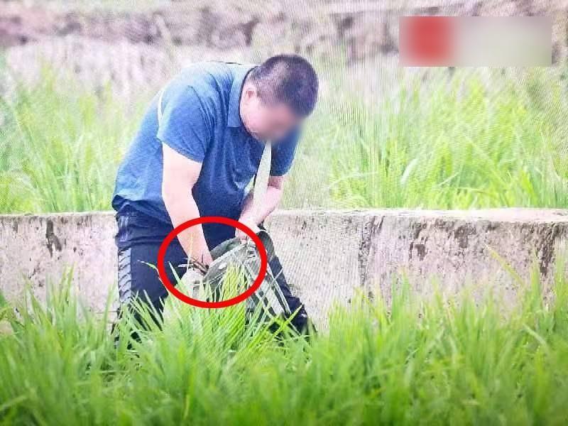 非法捕獵者帶走彩䴉屍體。(互聯網)