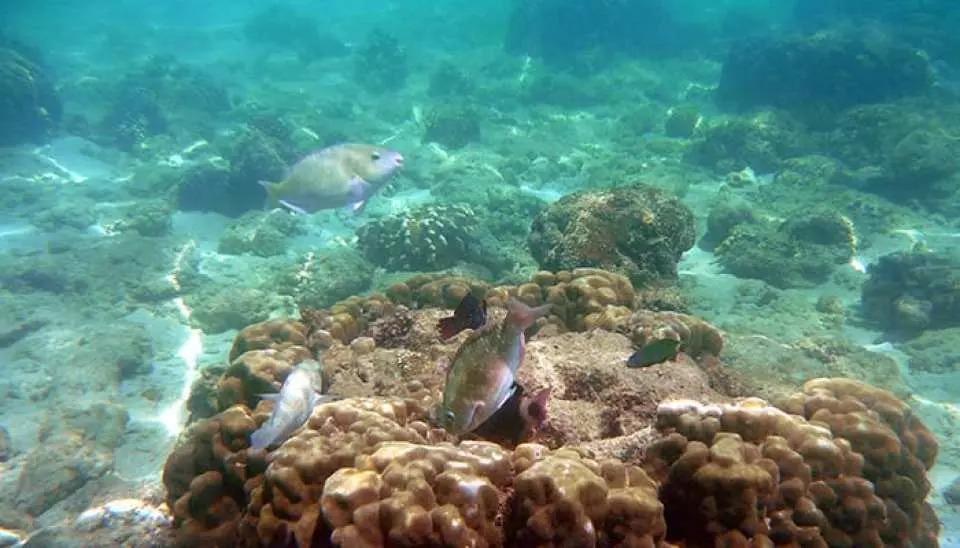 與海洋生物及百多種珊瑚魚來一次親密接觸!