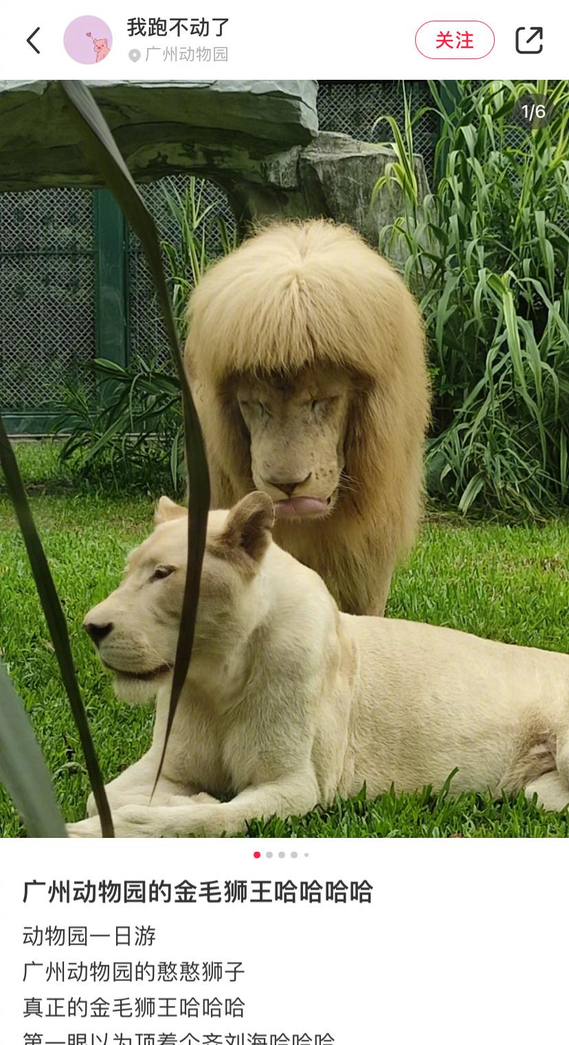 齊蔭雄獅「杭杭」表情「怕醜」又「內斂」。(微博)