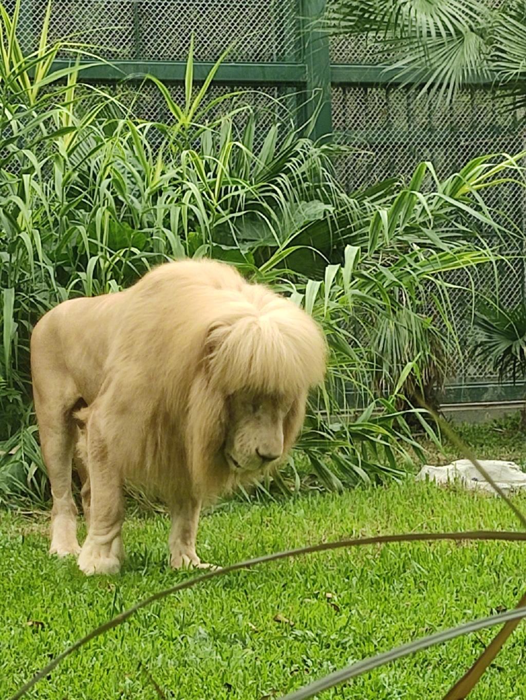 齊蔭雄獅「杭杭」表情「怕醜」又「內斂」。(微博)