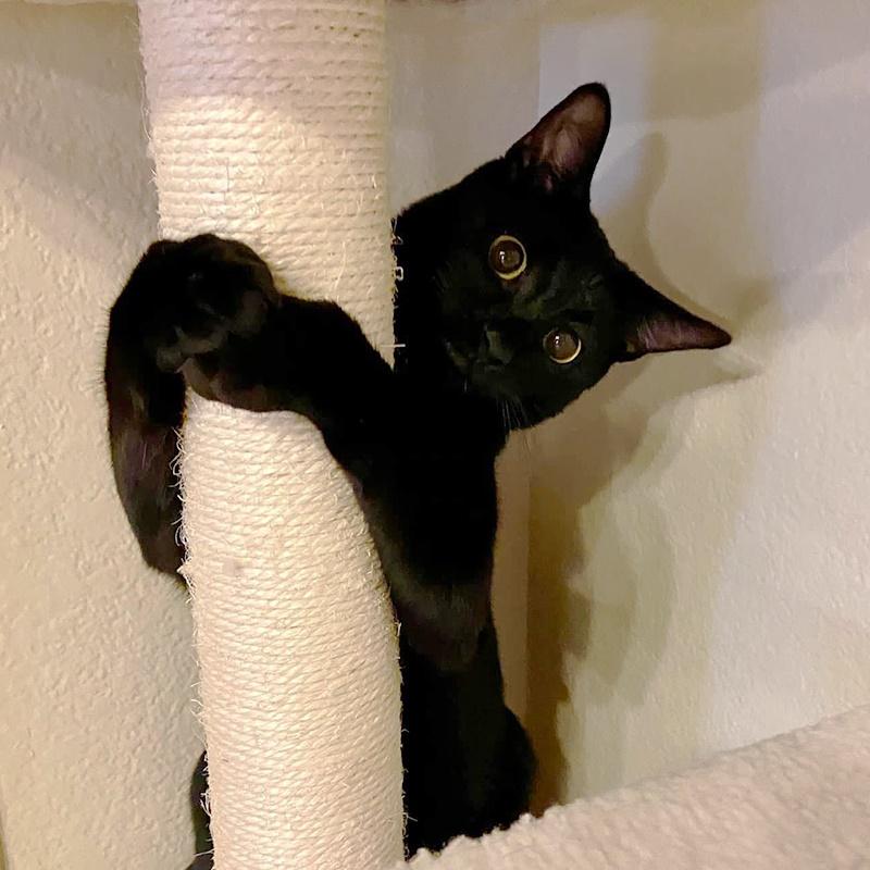 貓主子Voodoo。(網上圖片)