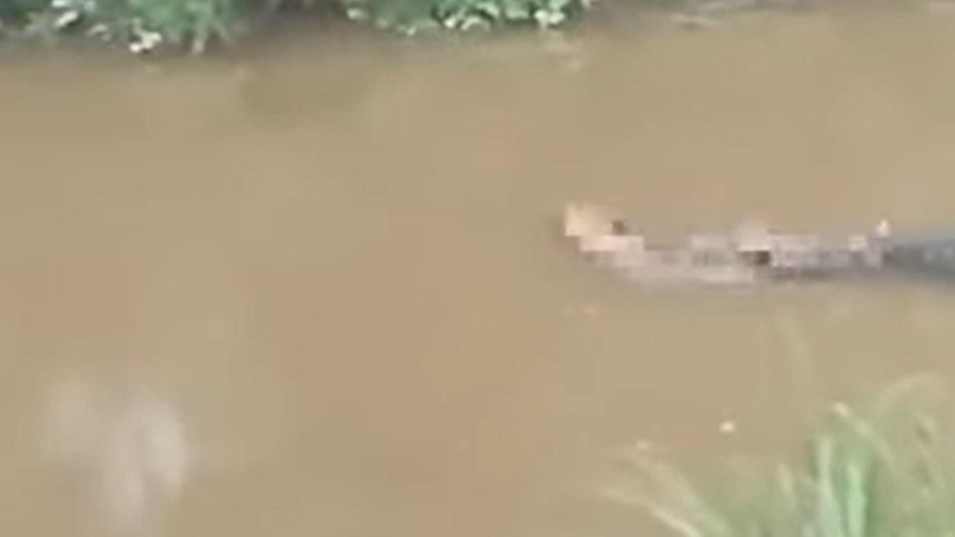 鄉民目擊漁民被鱷魚叼在口中在水面浮游的驚悚場景。(DailyMail)