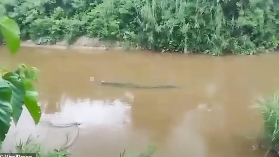 鄉民目擊漁民被鱷魚叼在口中在水面浮游的驚悚場景。(DailyMail)