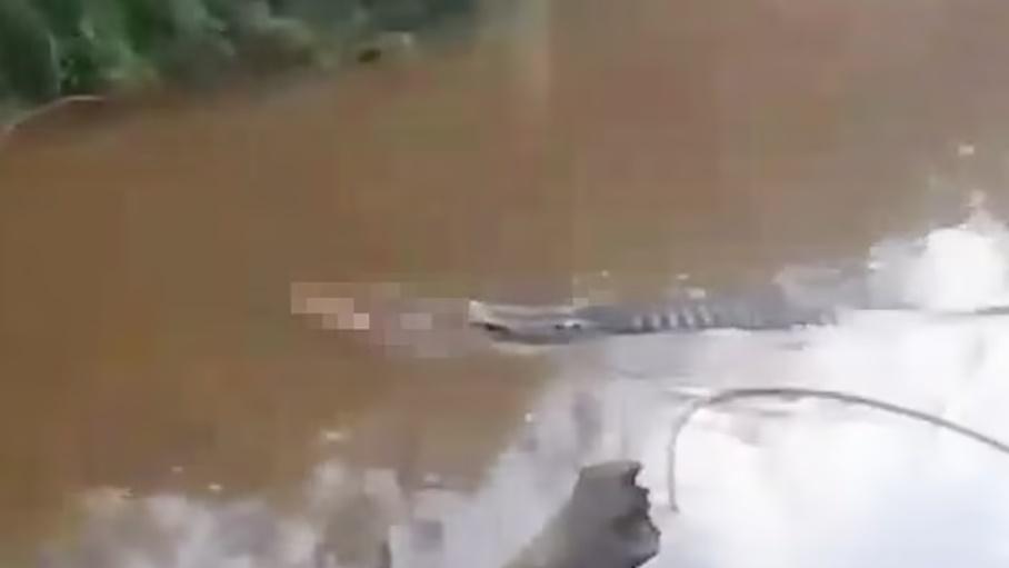 鄉民目擊漁民被鱷魚叼在口中在水面浮游的驚悚場景。(DailyMail)