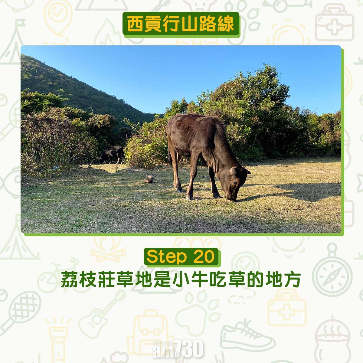 西貢行山路線 荔枝莊