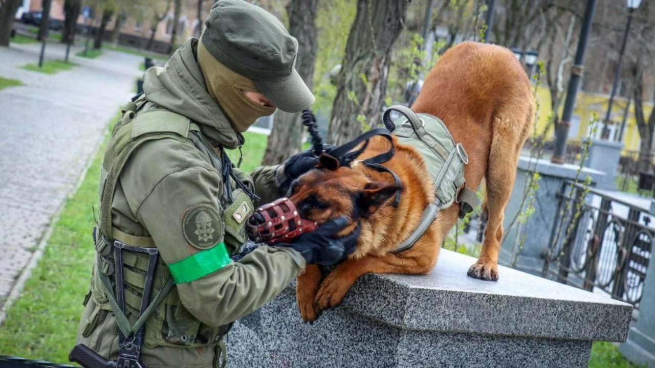 訓練員指Max身體狀況極佳亦親人,並只懂得俄語,需要「惡補」烏克蘭語。(Twitter)