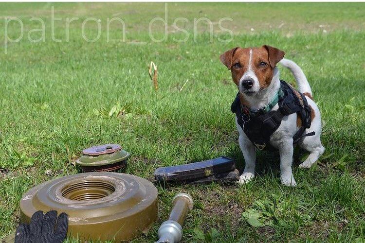 烏克蘭掃雷英雄狗狗Patron。(IG)