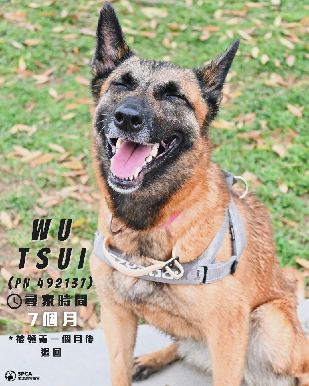 狗狗WU TSUI (PN 492131) 尋家時間7個月