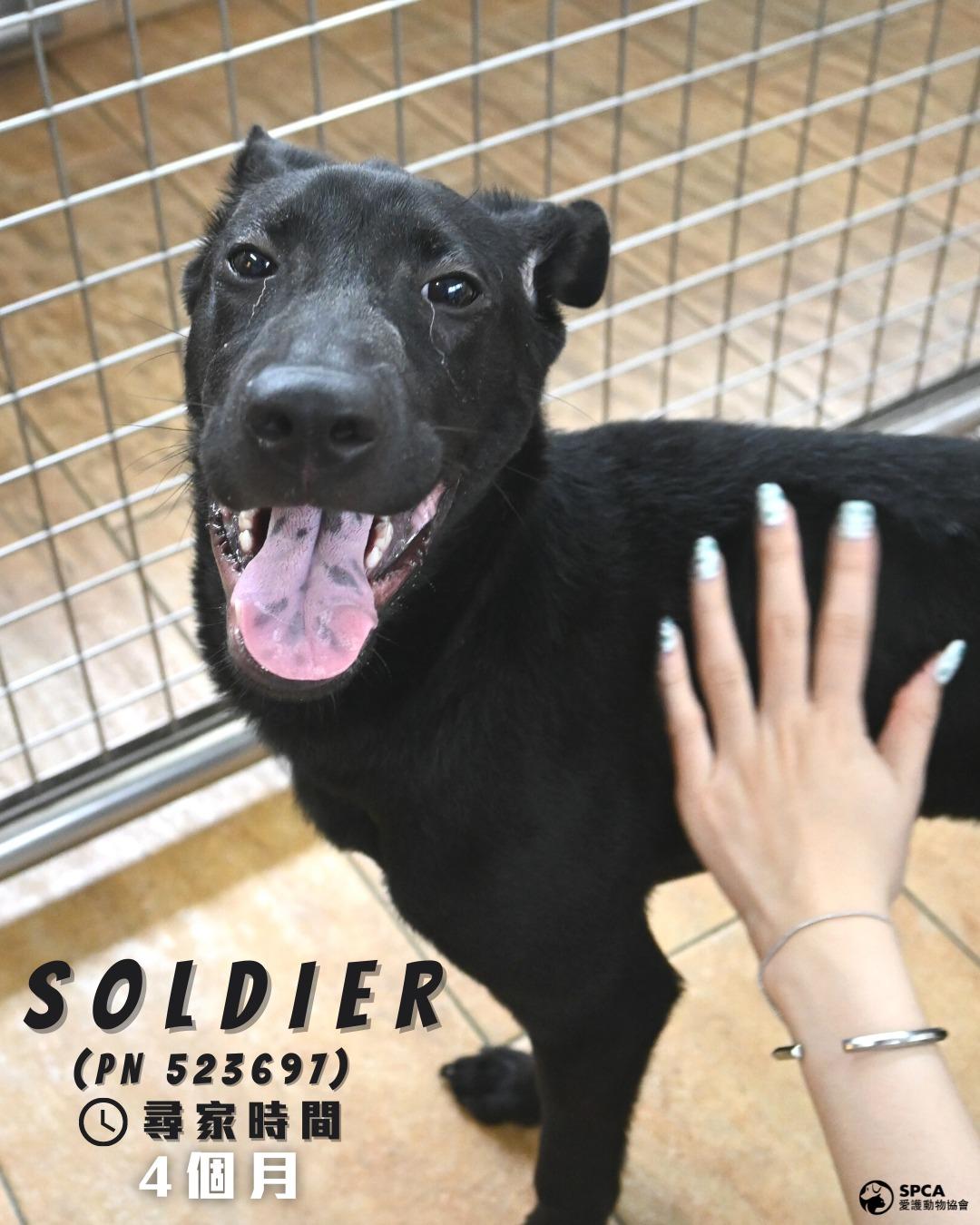 狗狗SOLDIER (PN 523691) 尋家時間4個月