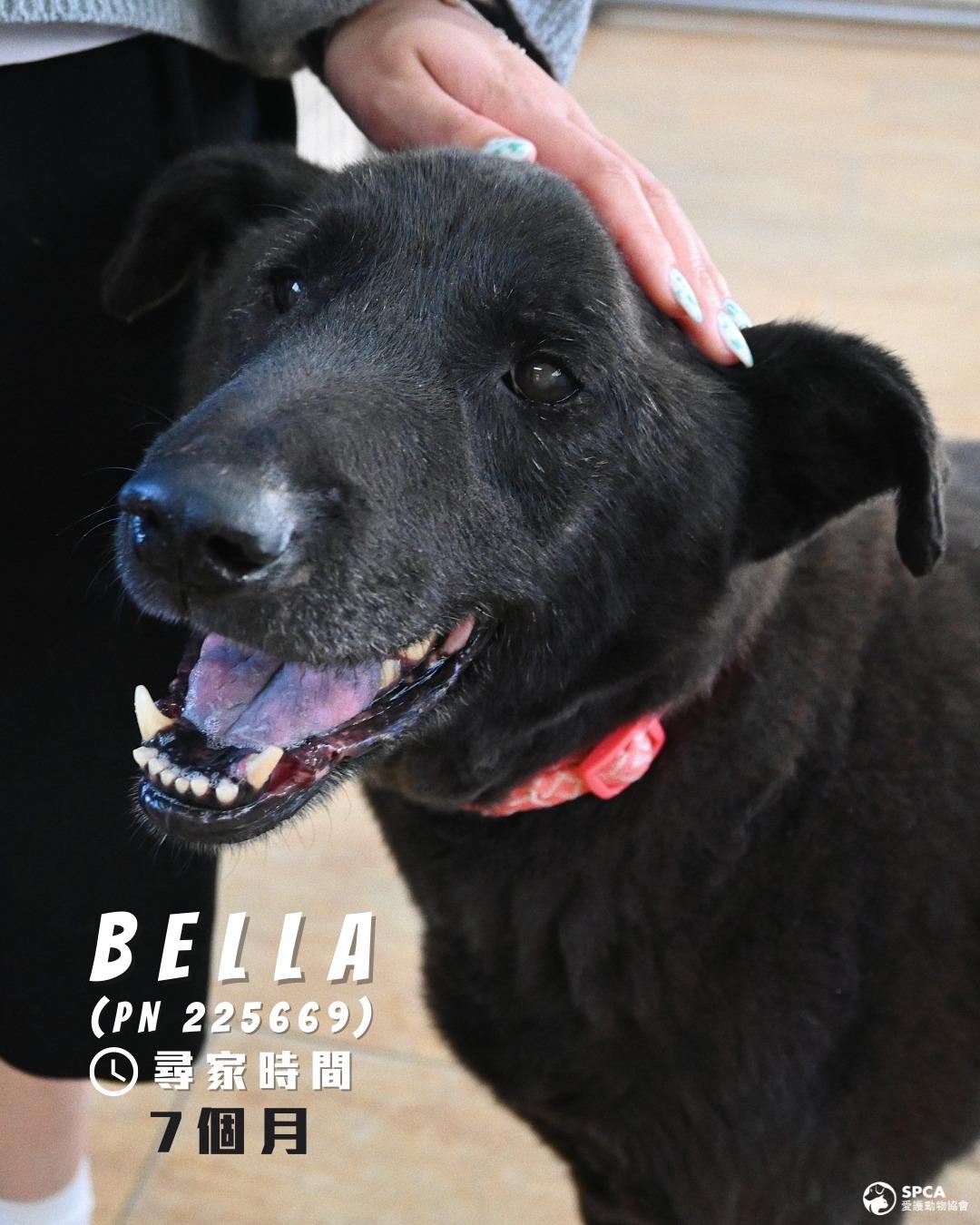 狗狗BELLA (PN 225669) 尋家時間7個月
