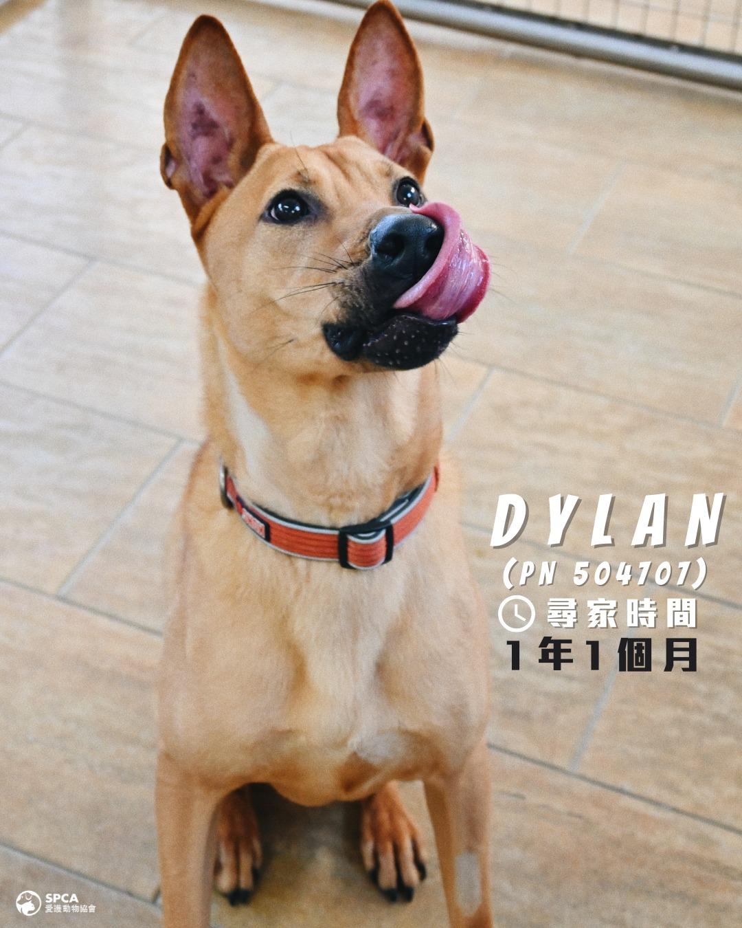 狗狗DYLAN (PN 504707)