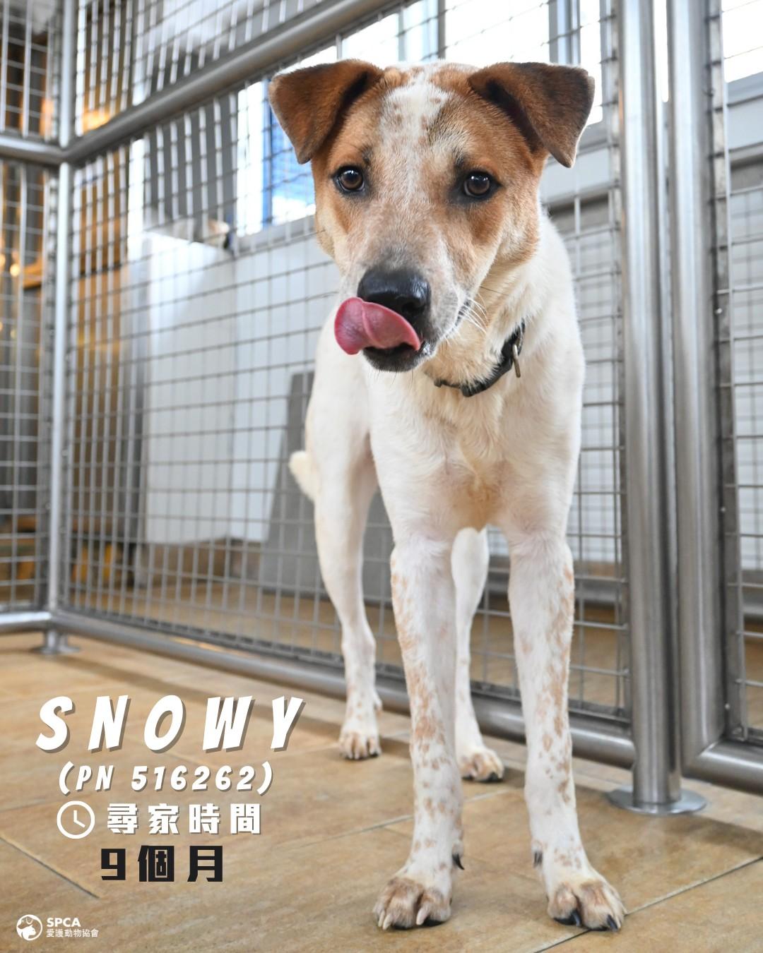 狗狗SNOWY (PN 516262) 尋家時間9個月