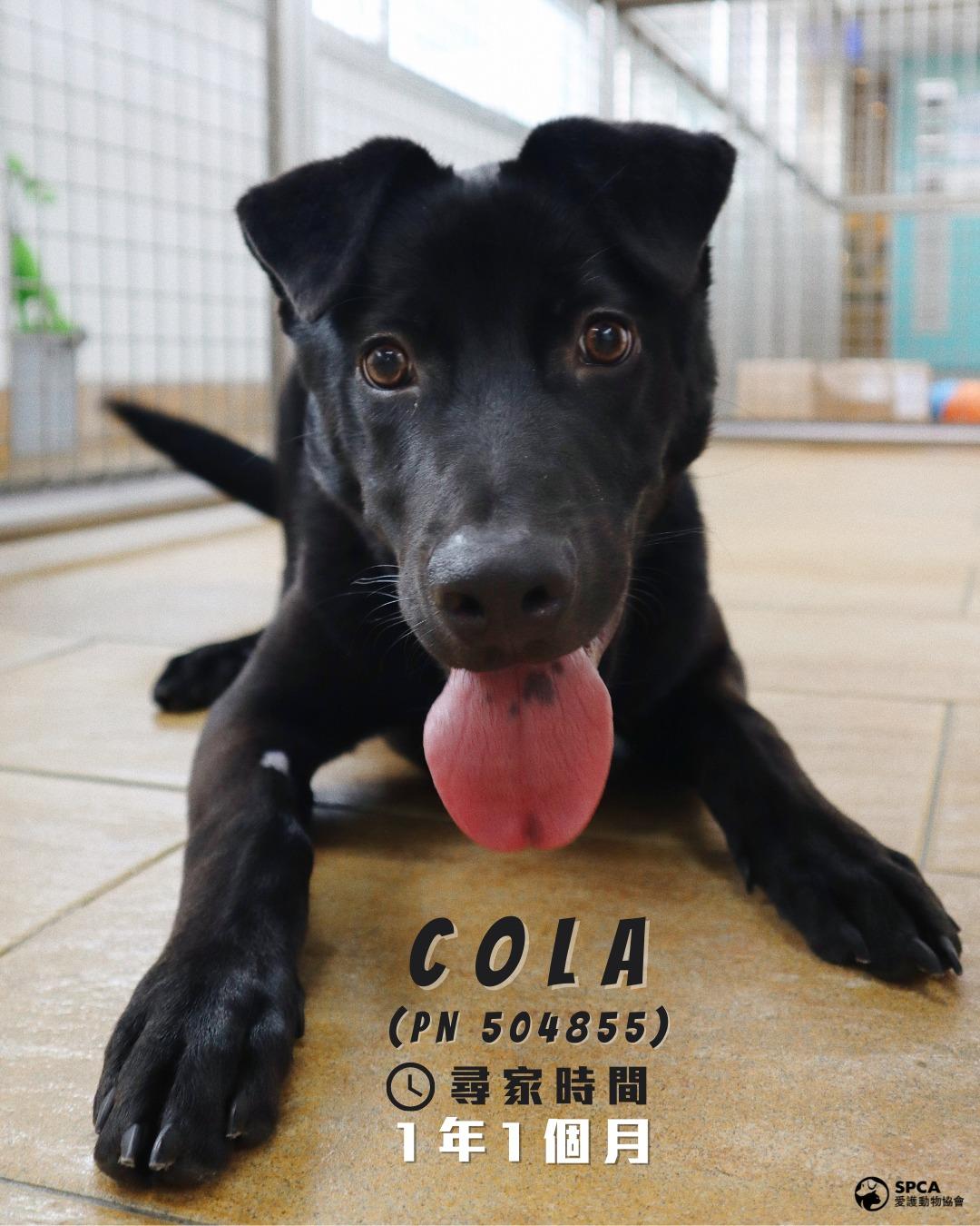 狗狗COLA (PN 504855) 尋家時間1年1個月
