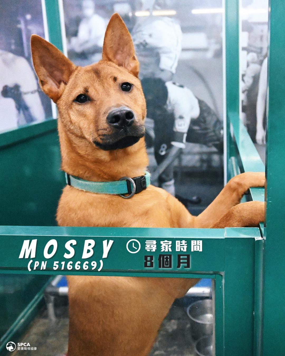 狗狗MOSBY (PN 516669) 尋家時間8個月