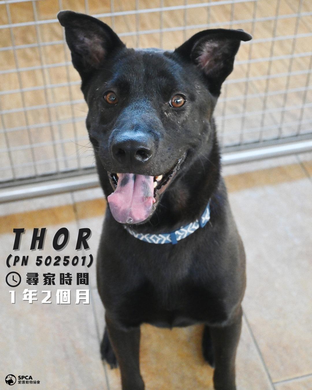 狗狗THOR (PN 502501) 尋家時間