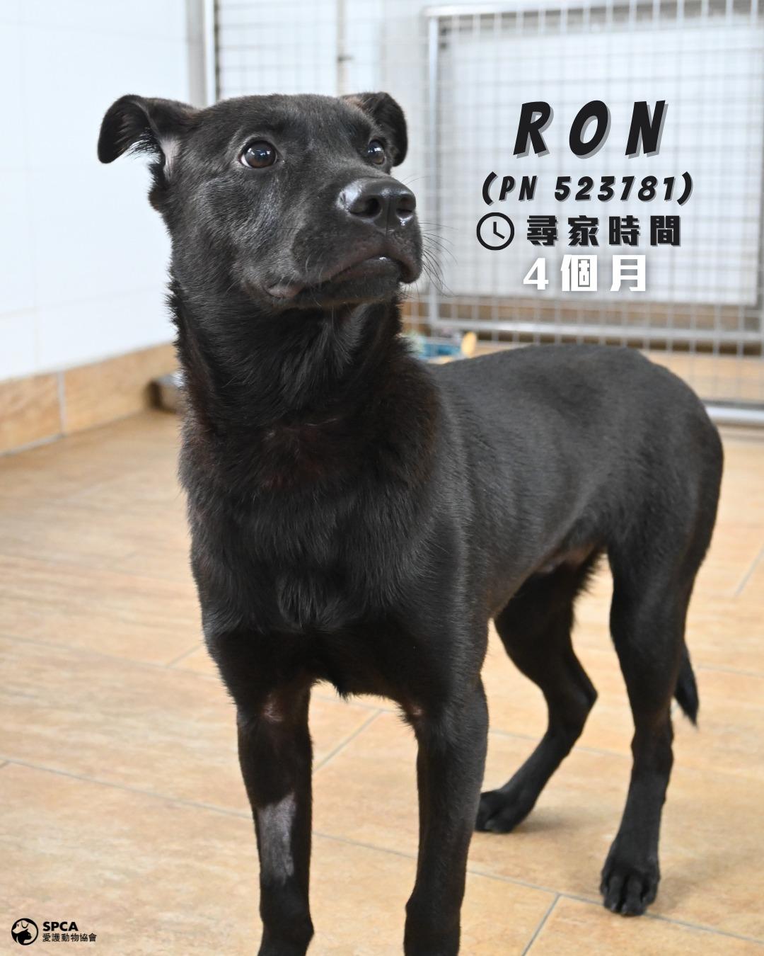 狗狗RON (PN 523181) 尋家時間4個月