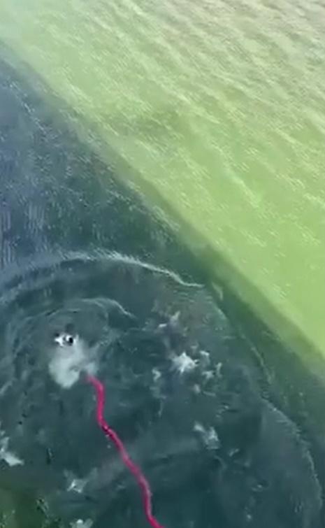 遊客阿根廷玩笨豬跳竟斷纜。(網上影片)