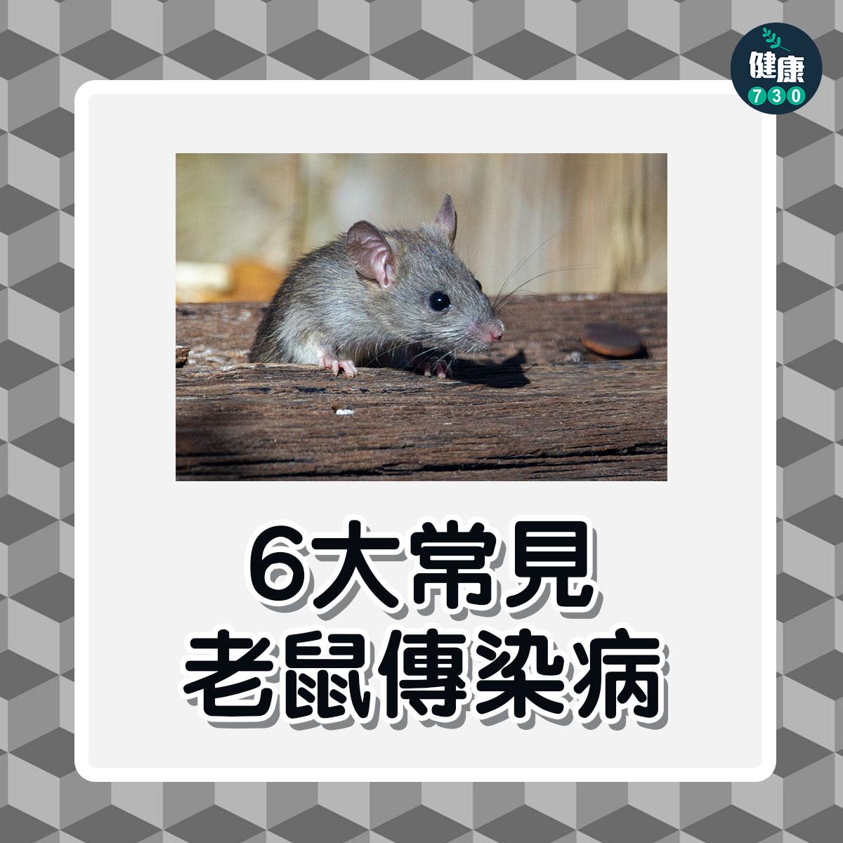 6大常見老鼠傳染病