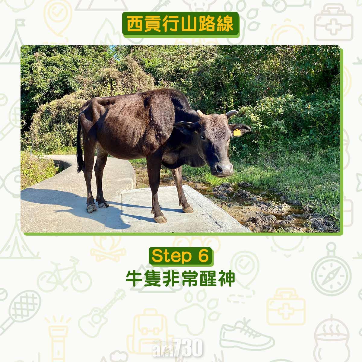 西貢行山路線 荔枝莊