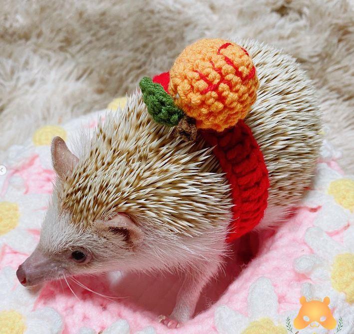 AMU HAMU ハムハム 倉鼠、刺蝟用品及手工零食