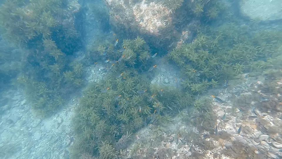 PADI教練講解浮潛理論、浮力控制及呼吸技巧,暢玩白腊浮潛遊