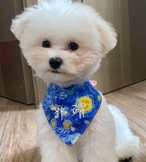 Pet Outfitters 手工寵物外衣