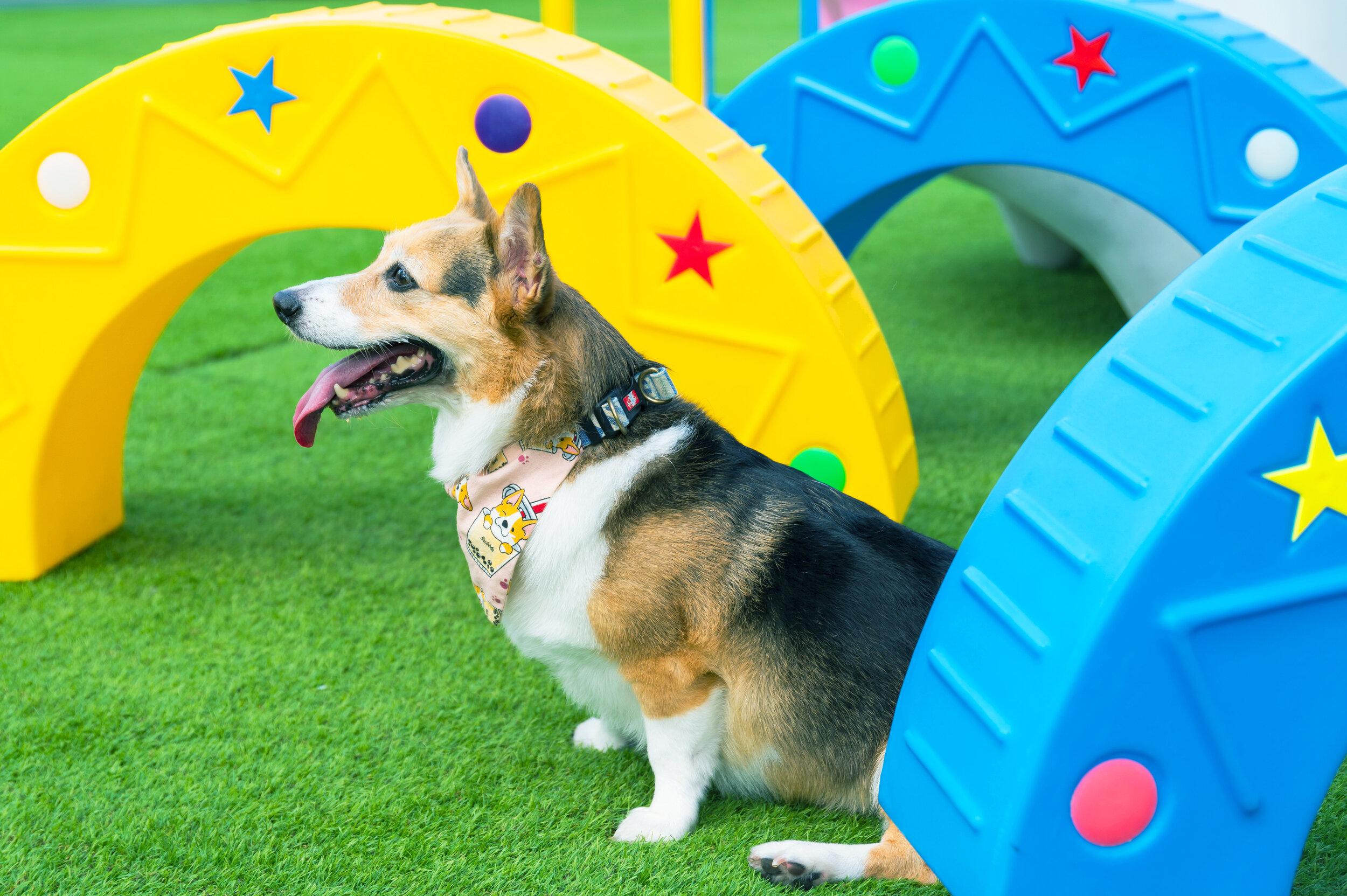 仿真草地上擺放多款寵物玩樂設施