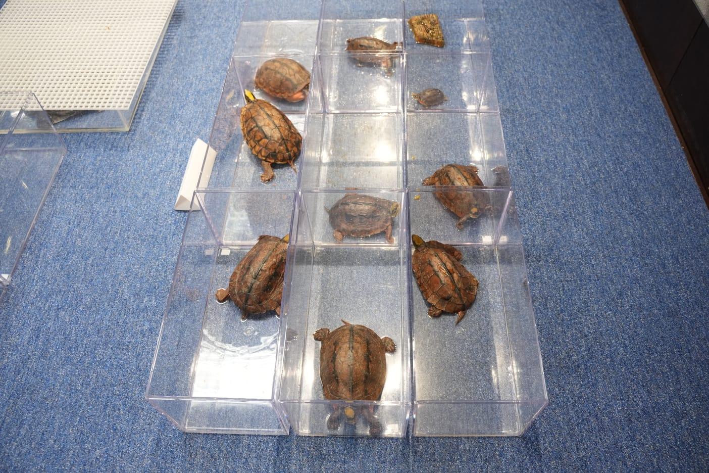 漁護署檢獲31隻不同品種的瀕危淡水龜