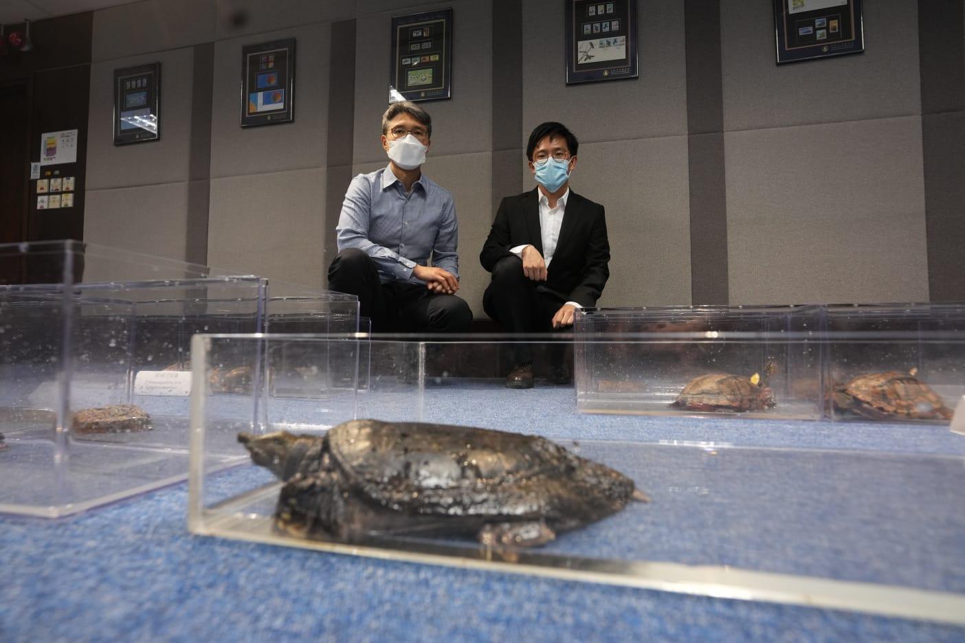 31隻龜隻當中有10隻已經死亡。