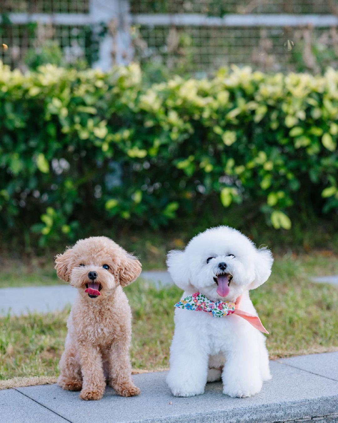 鰂魚涌海濱花園為康文署旗下其中一個狗公園。(instagram @congeeeeee)