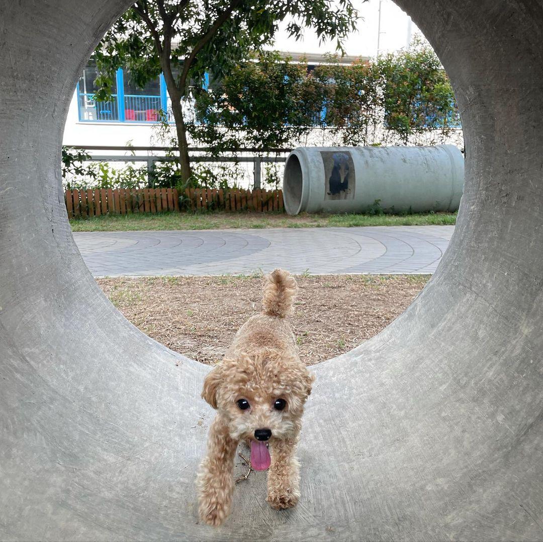 公園亦比其他寵物公園設有更多不同寵物友好設施 (instagram @ewonbaby)