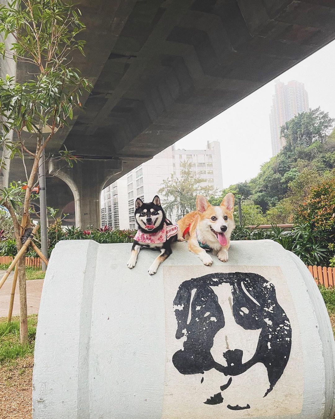 公園亦比其他寵物公園設有更多不同寵物友好設施 (instagram @hakuu.shiba_)