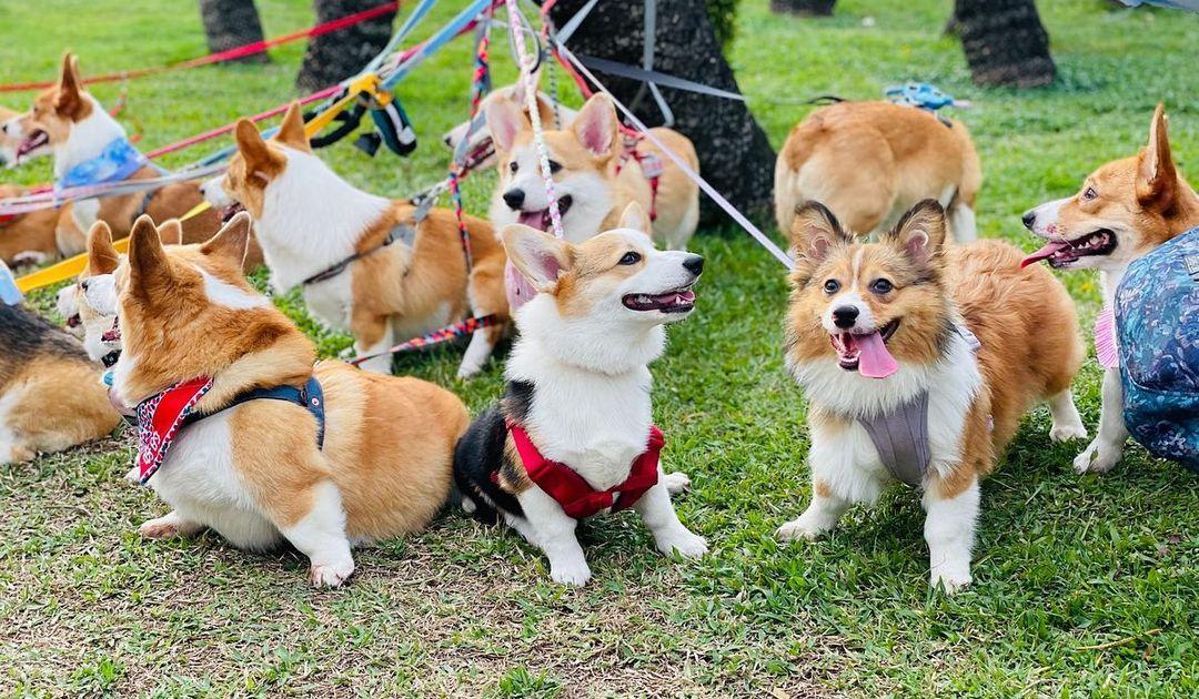 公園位於沙田馬場內,有廣闊的草地讓狗狗自由奔跑 (instagram @hamm_1017)