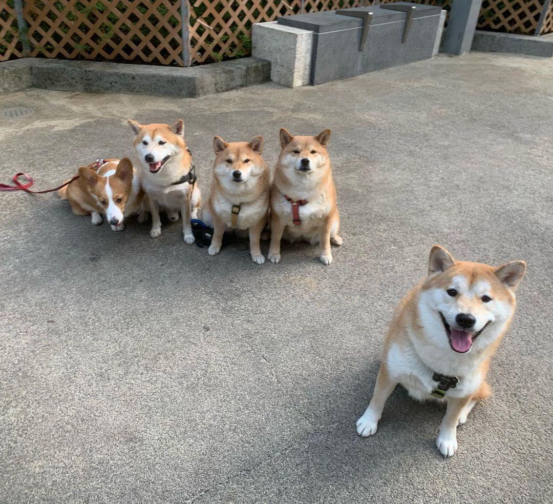 雖然面積較小,但寵物友善設施方面相當完善。 (instagram @happydog2_happyrabbit)