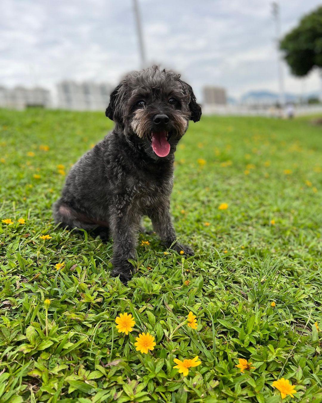 公園位於沙田馬場內,有廣闊的草地讓狗狗自由奔跑 (instagram @lupluvlup.yau_)