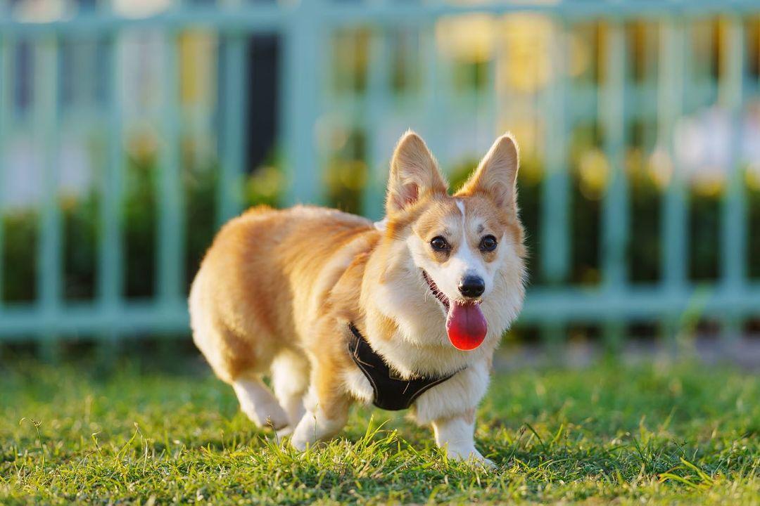 環保大道寵物公園為全港最大的狗公園!(instagram @milktea.corgi122)