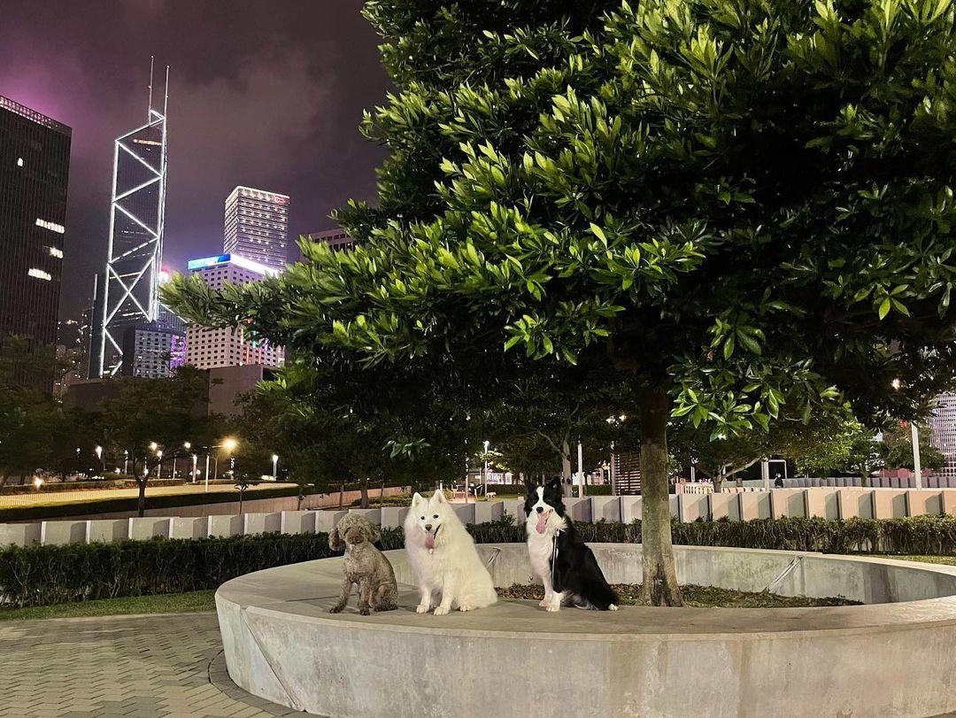 帶狗狗散步之餘更可以看夜景!