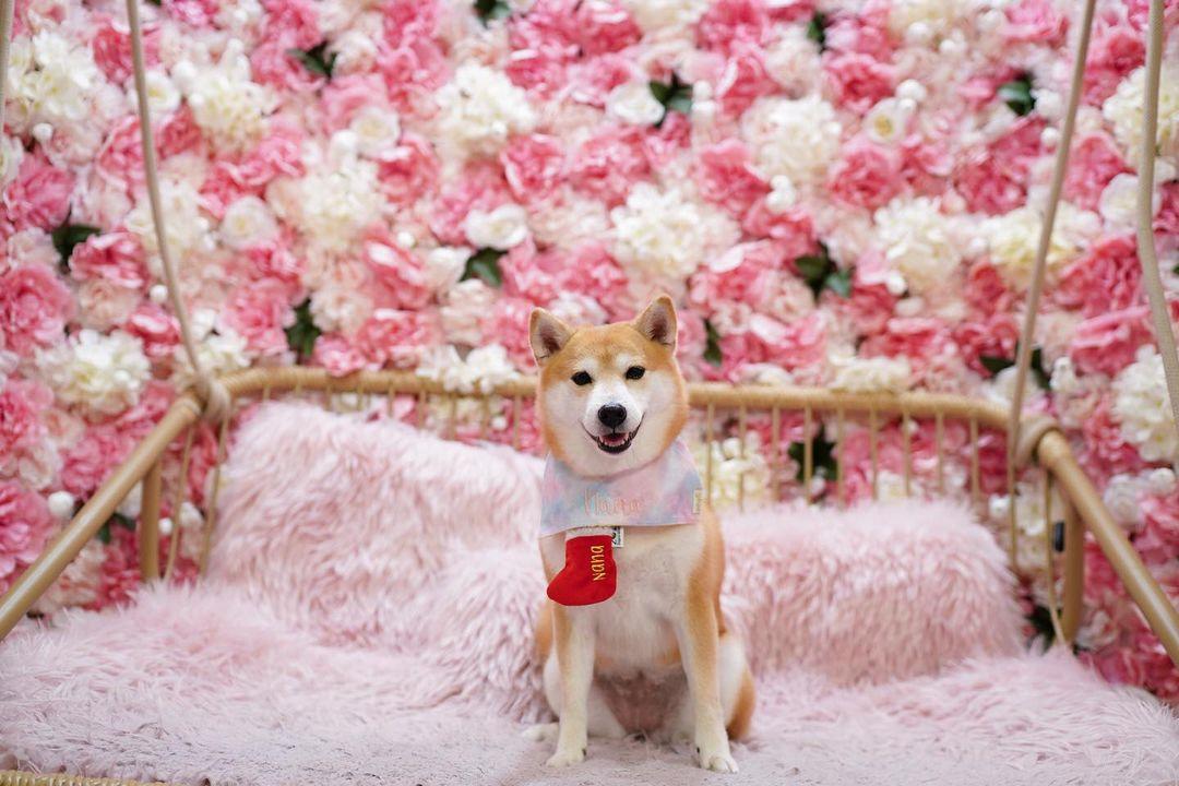 沙田新城市廣場1樓戶外平台化身「寵物同樂園」 (instagram @nana.theshiba)