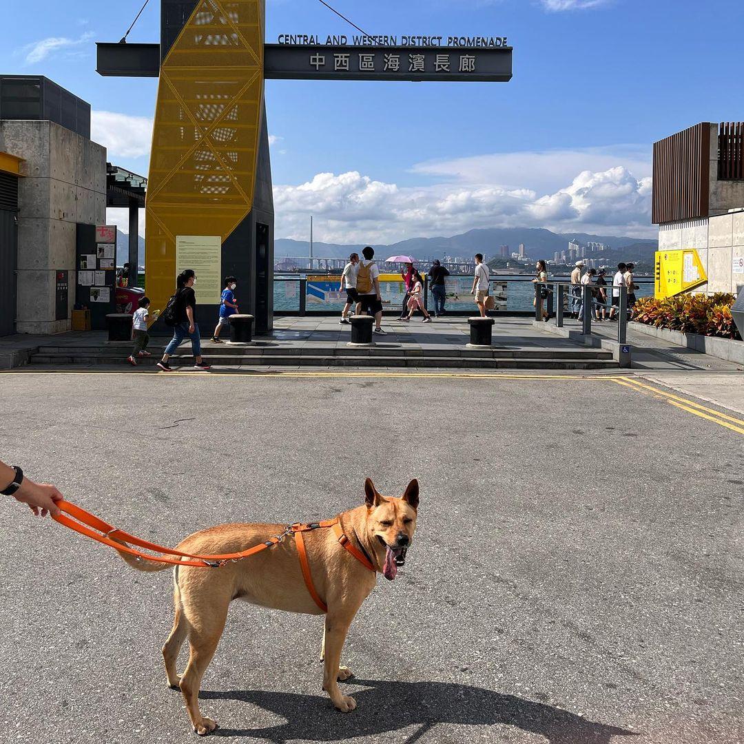 中西區海濱長廊的上環段同樣設有狗公園 (instagram @siukimchu)