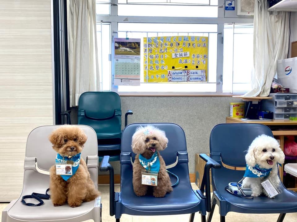 動物醫生(Doctor Pet)主理全港首個「動物醫生考牌學前工作坊」
