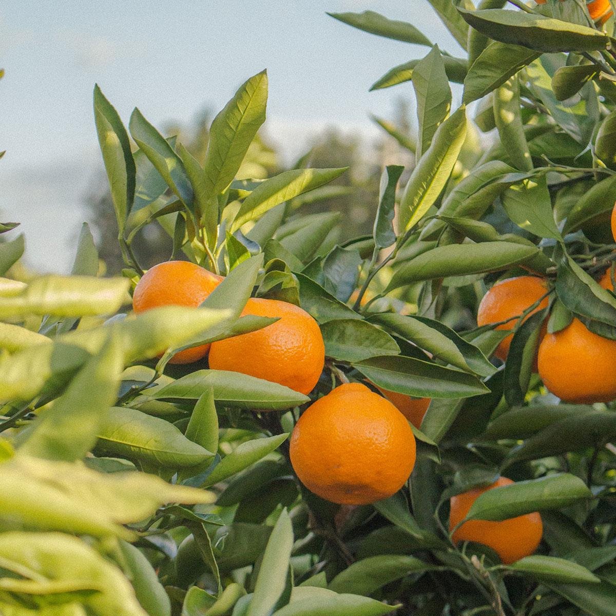 維他命C及E:柑橘類水果