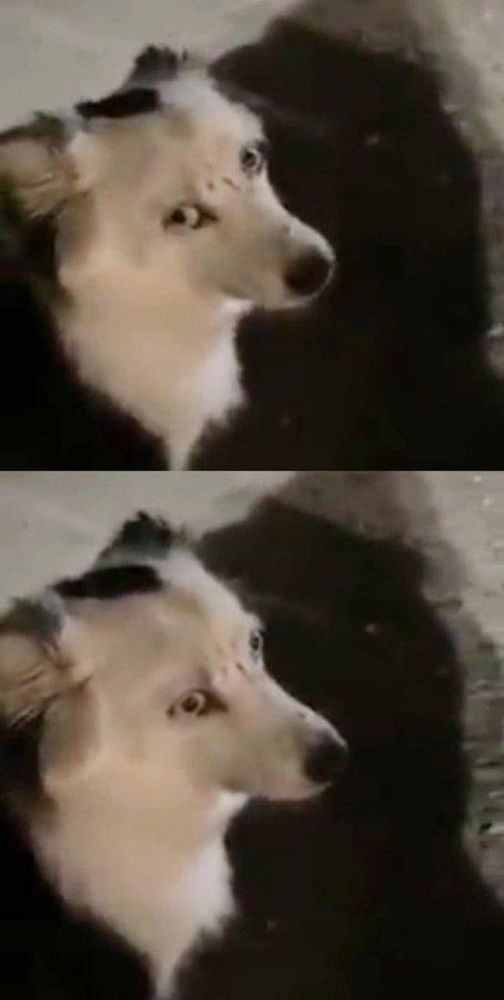 照片上載後隨即引發網民關注,亦有網民上載meme或gif動畫作為回應。(Twitter)